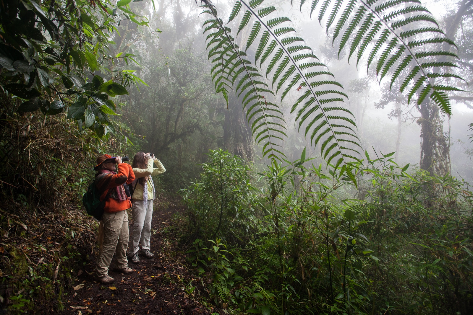 Экспедиция в лес. Джунгли лакопал Геншин. Джунгли амазонки в Перу. Тропические леса Перу. Перу тропики.